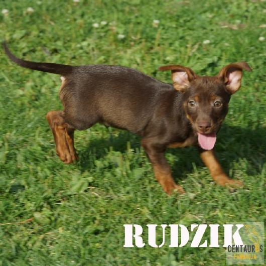 Rudzik