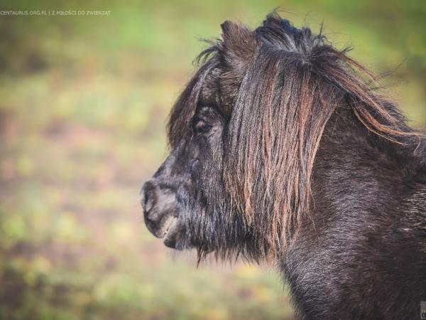 kuc-to-czy-mamut109