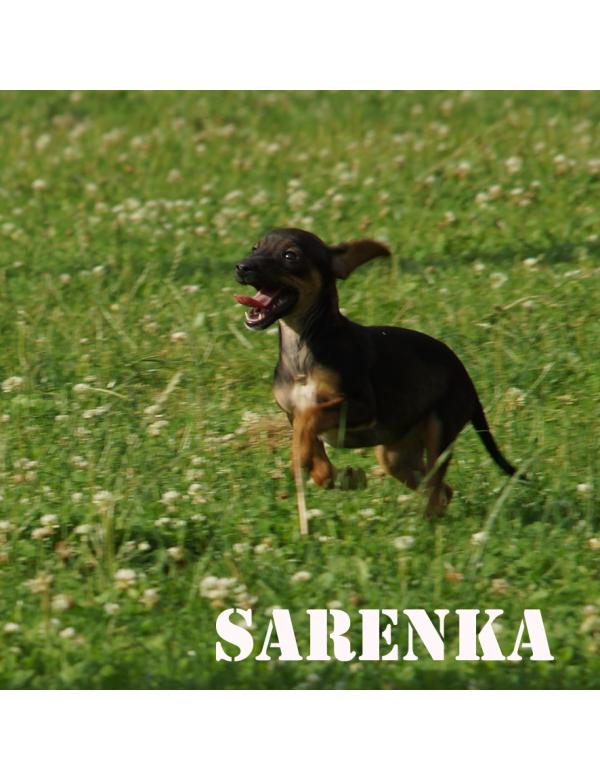 Sarenka