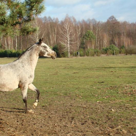 Śnieżka