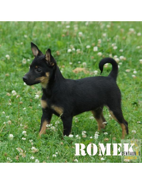 Romek