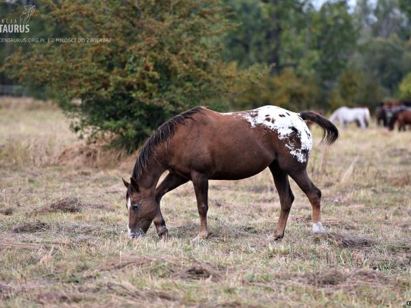 czy-tez-tesknicie027