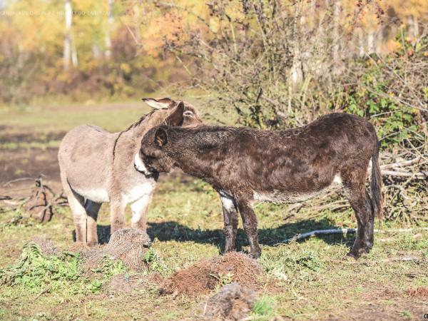 kuc-to-czy-mamut081