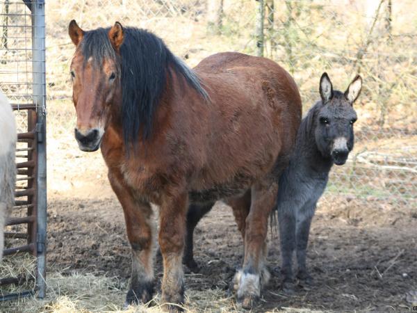 Adopcje-realne-porcja-zdjec189