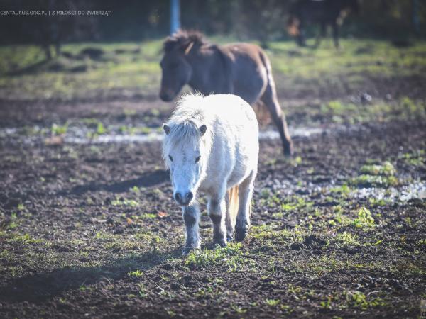 kuc-to-czy-mamut024