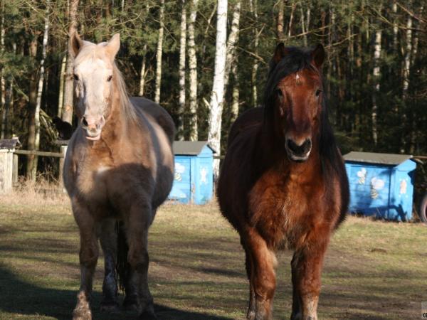 Adopcje-realne-porcja-zdjec168