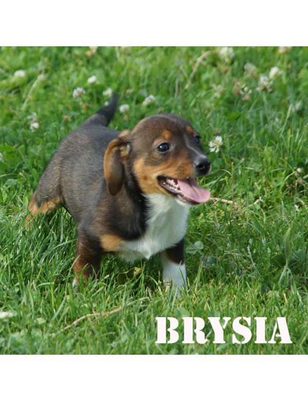 Brysia