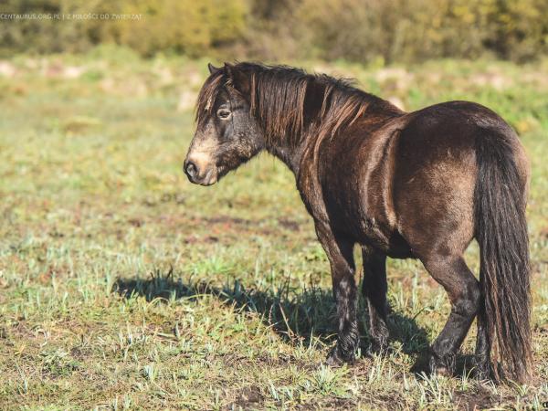 kuc-to-czy-mamut033