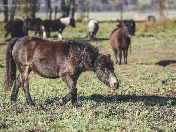 kuc-to-czy-mamut032