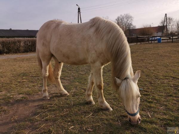 Adopcje-realne-porcja-zdjec170