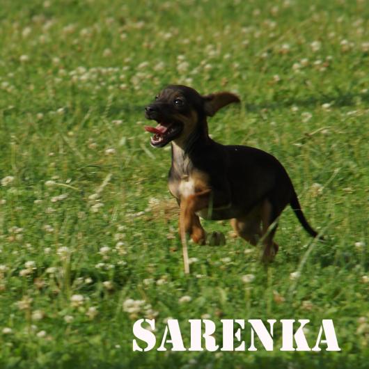 Sarenka