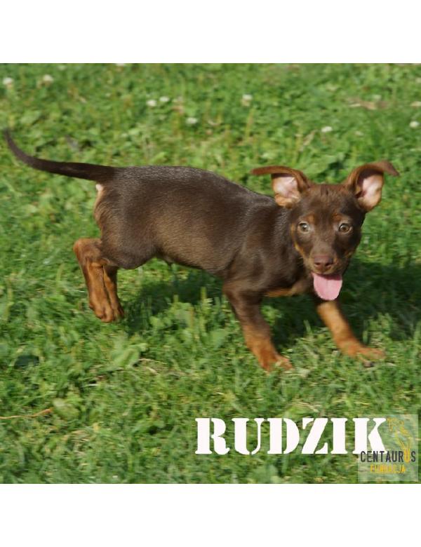 Rudzik