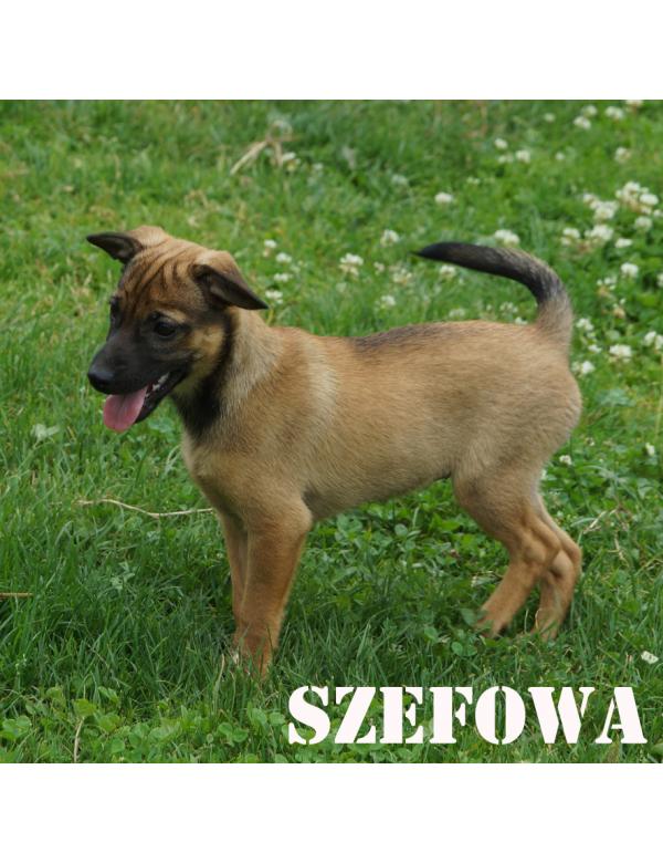 Szefowa