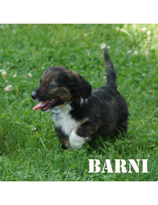 Barni